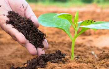 beneficios de acido fosforico en fertilizantes