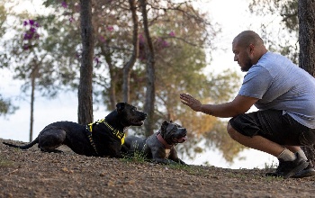 ¿Se puede usar la creolina en pelo de mascotas?